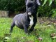 Chiot bouledogue Fran&ccedil;ais &agrave; adopt&eacute; 