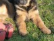 Chiot berger allemand femelle &agrave; donner 