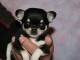 chiot Chihuahua a donner 