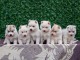 Chiots Husky de Sib&eacute;rie