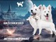 Chiots de Berger Blanc Suisse