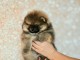 chiot spitz allemand m&acirc;le a donner 