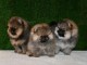 chiot spitz allemand disponible 