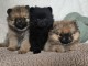 Chiots spitz allemand &agrave; adopter 