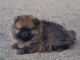 chiot spitz allemand femelle disponible 