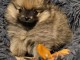 chiot spitz allemand m&acirc;le a donner 