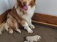 Dons chiot berger australien disponible 