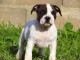 Chiots Staffordshire Bull Terrier pour adopter 