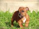 Chiots Staffordshire Bull Terrier pour adoption 