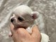 Je donner chiot chihuahua disponible 