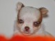 chiot chihuahua &agrave; donner 