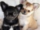 Chiots chihuahua &agrave; donner 
