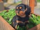 chiot cavalier king charle m&acirc;le 