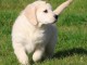 Chiot golden retriever &agrave; donner 