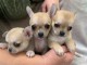 Dons chiot chihuahua disponible 