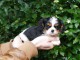 Je donner chiot cavalier king charle femelle 