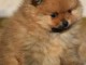 chiot spitz allemand femelle disponible 
