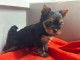 Chiot York disponible pour adoption 