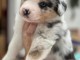 Chiot berger australien disponible 