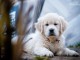 Chiots et jeunes chiens Golden Retriever &agrave; vendre