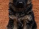 Dons chiot berger allemand disponible 