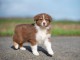 Chiot berger australien m&acirc;le disponible 