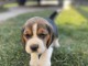 Chiot femelle Beagle &agrave; vendre