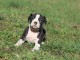 Magnifique chiot American Staffordshire bull terrier