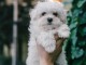 adorable chiot bichon maltais m&acirc;le disponible 