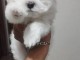 chiot bichon maltais disponible 