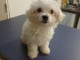 Je donner chiot bichon maltais disponible 