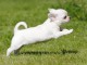 Chiot chihuahua disponible pour adoption 