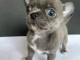 Adoption chiot chihuahua disponible 