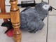 Perroquets gris Gabon disponible &agrave; adopter 