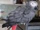 Perroquet gris Gabon adopter disponible 