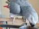 Adoption perroquet gris Gabon disponible 