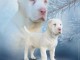Chiot Albino Chien de Berger d