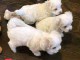 Chiot bichon maltais &agrave; adopter 