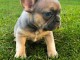 chiot bouledogue fran&ccedil;ais &agrave; adopter 