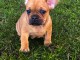 Chiot bouledogue fran&ccedil;ais &agrave; adopter 