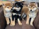 chiot Shiba inu &agrave; donner 