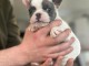 Adoption chiot bouledogue fran&ccedil;ais 