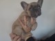 chiot bouledogue fran&ccedil;ais disponible 