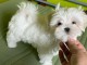 Chiot bichon maltais &agrave; adopter 