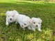 chiot bichon maltais &agrave; adopter 