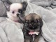 Chiot chihuahua disponible pour adoption 