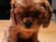 Chiot cavalier king charle femelle &agrave; donner 