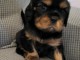 Je donner chiot cavalier king charle disponible 