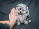 Adorable chiot spitz nain disponible de suite 