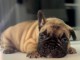 Adoption chiot bouledogue fran&ccedil;ais 